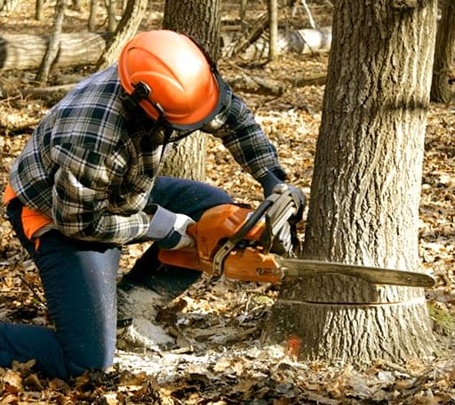 Tree Removal in Fort Eustis, VA